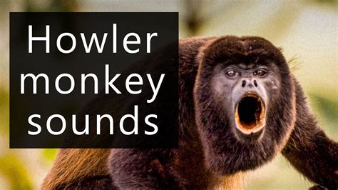  “The Howler Monkey” – A Tale of Deception, Greed, and Unexpected Consequences!