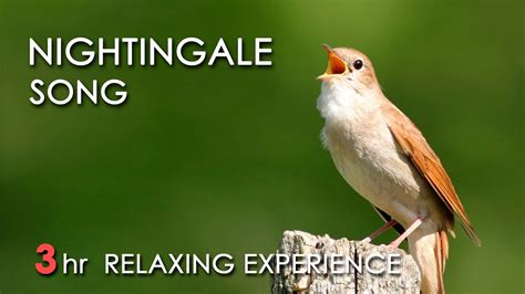  The Nightingale : การผจญภัยอันเหลือเชื่อของนกน้อยผู้มีเสียงร้องไพเราะในศาลเจ้าฝรั่งเศสโบราณ!